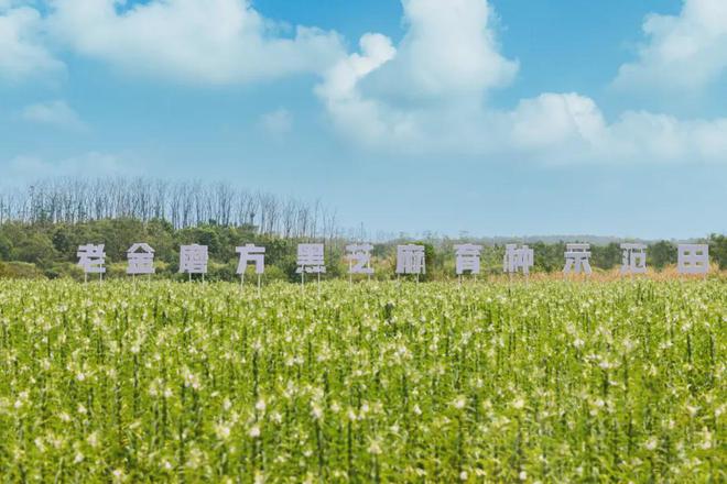 金磨方如何用一颗芝麻丸撬动万亿市场？麻将胡了模拟器试玩连续六年销量第一老(图9)